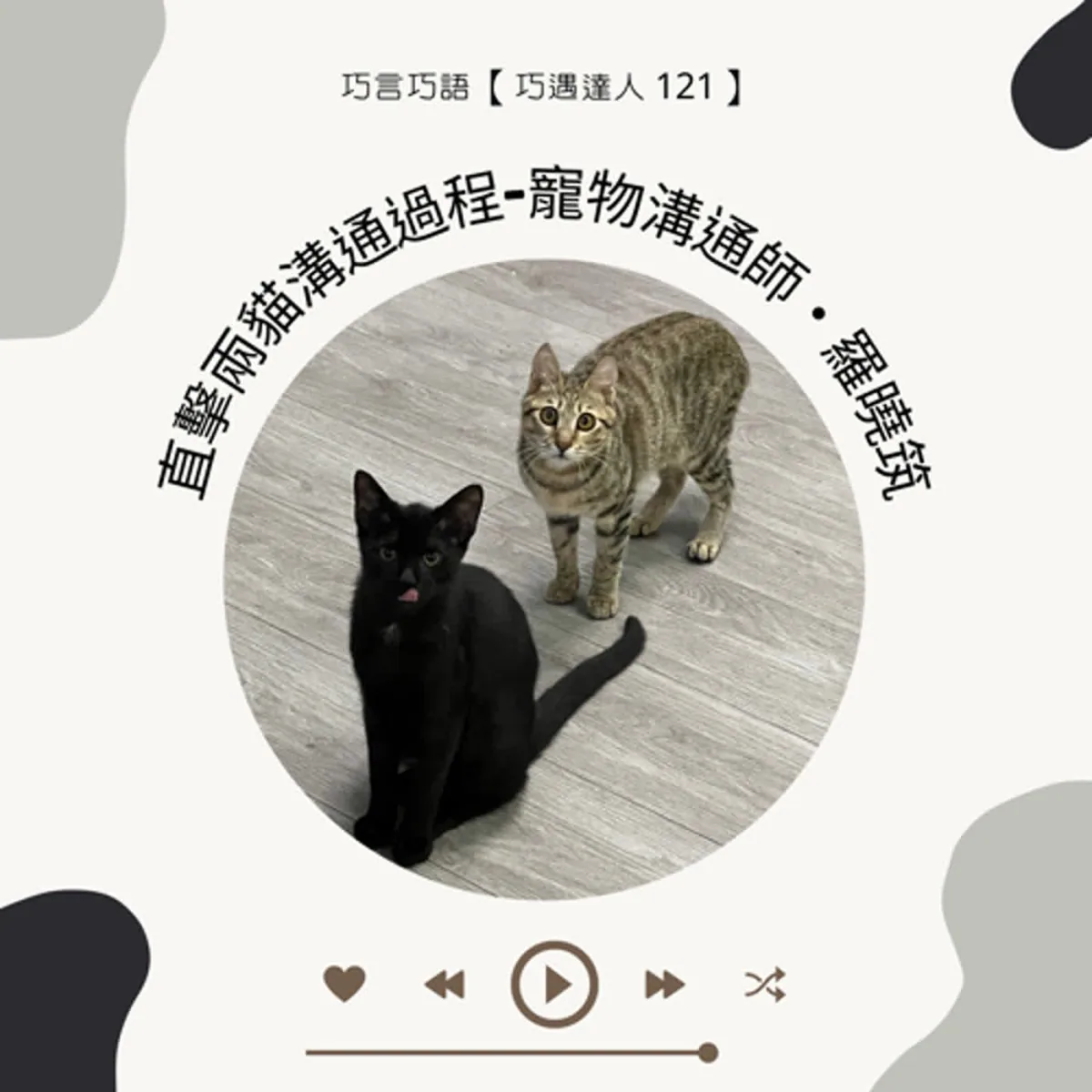 巧遇達人 121 羅曉筑談寵物溝通、貓咪亂尿、獸醫檢查、貓砂盆、環境壓力與行為紀錄封面